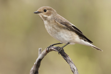 Pied Flycatcher ( Ficedula hypoleuca ) in winter plumage. Spain