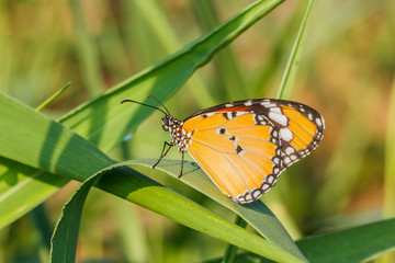 Buterfly on green grass