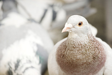 pigeon portrait