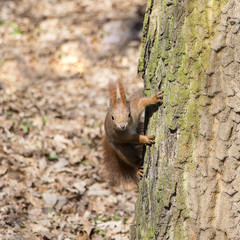 Portrait of curious red squirrel