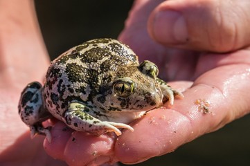 Obraz premium Toad on hand