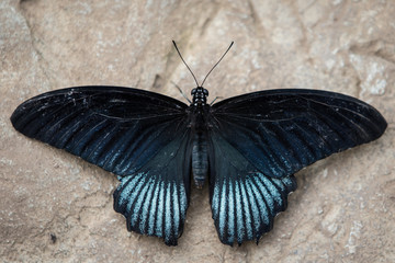 Fototapeta na wymiar Great Mormon Butterfly