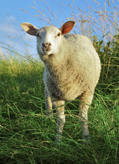 Obraz premium Amazed sheep