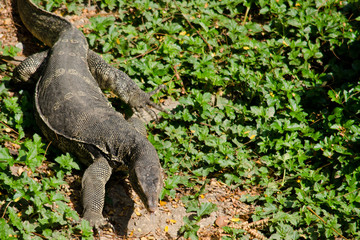 water monitor