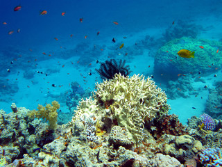 Naklejka na ściany i meble coral reef with crinoid in tropical sea, underwater