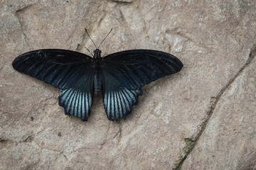 Obraz na płótnie Canvas Great Mormon Butterfly
