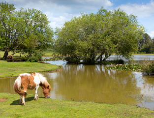 New Forest pony by lake Hampshire England UK summer