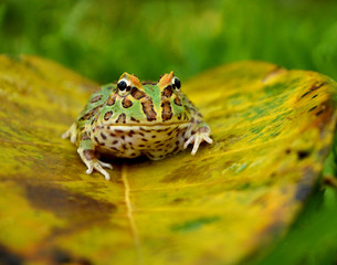 frog pacman(ceratophrys ornata)