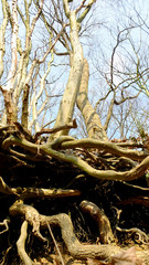 Baumwurzeln