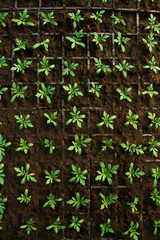 Plants growing inside of pots inside of a greenhouse