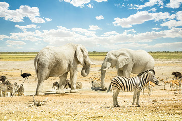 Group of wild mixed animals in Etosha Park in Namibia