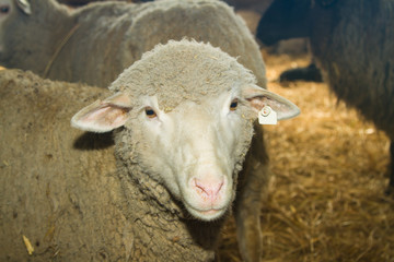 Sheep on a farm