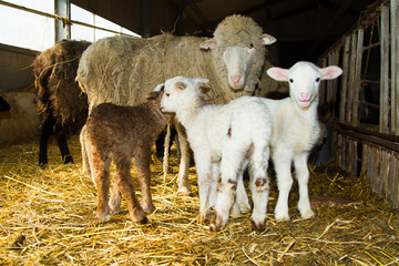 Mother sheep with lambs