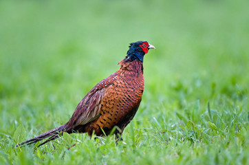 Common pheasant