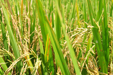 The rice terrace at Tegalang village, Ubud Indonesia