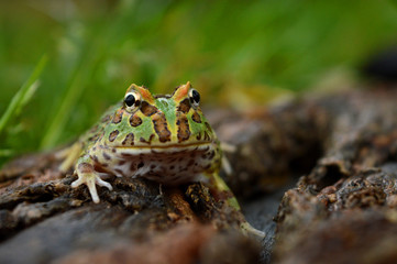 Naklejka premium frog pacman(ceratophrys ornata)