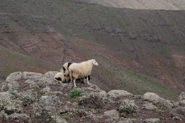 Obraz na płótnie Canvas Schafe auf dem Pico de la Zarza auf Fuerteventura