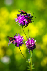 Red butterfly on pinlk Thistle (Carduus Defloratus) on green mea