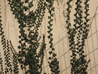 Efeu an Hauswand