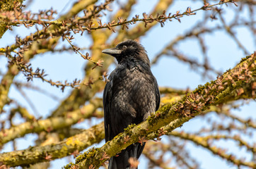 Craw sitting on a sunny tree branch