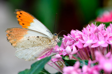 Aurorafalter, Orange Tip, (Anthocharis cardamines) (Male)