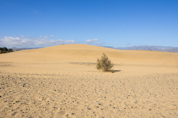Dunes of Maspalomas