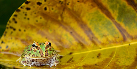 Obraz premium frog pacman(ceratophrys ornata)