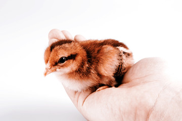 Cute little chicken in the hand isolated on white