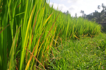The rice terrace at Tegalang village, Ubud Indonesia