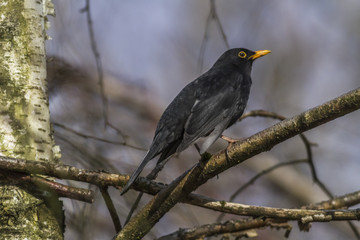 Amsel