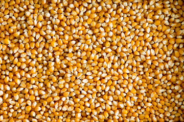 Dried corn or maize kernels - 80423482