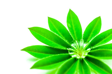 Wassertropfen auf Pflanze