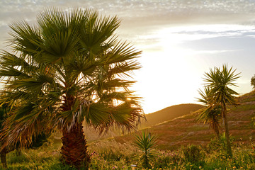 Palm tree in a mediterranean landscape in the evening sun