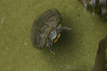 Obraz premium turtle