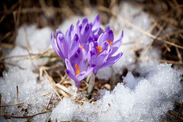 Violet flower - crocus