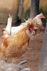 cock