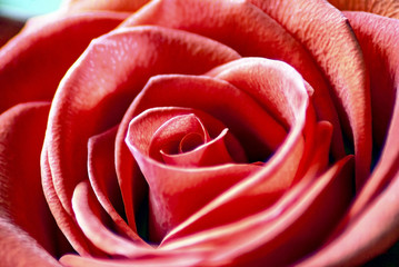red rose close