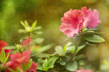 Obraz premium abstract background with flowers