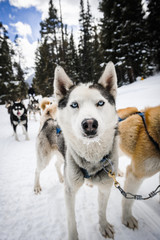 Husky sled dog