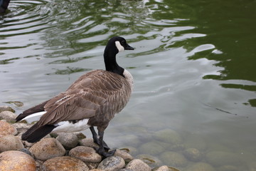 Canadian goose on water's edge