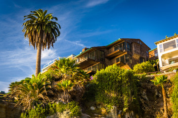 Palm tree and houses on cliffs above Table Rock Beach, in Laguna