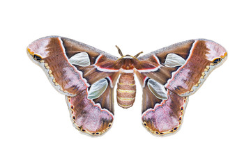 Obraz premium Lebeau's Silkmoth