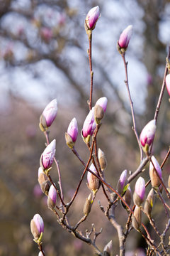 magnolie