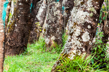 Base of trees and green grass