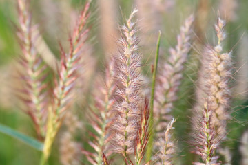 Poaceae grass flower.