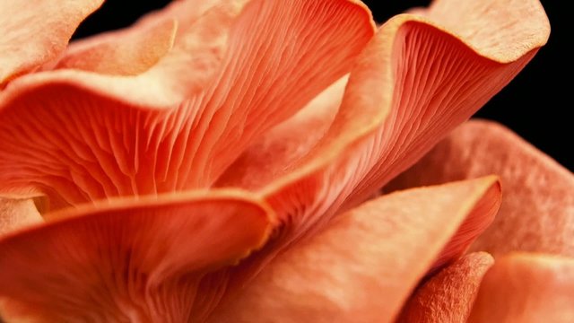 Pink oyster mushrooms growing in time lapse