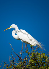 Great Egret in the Wild
