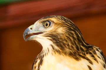 Bonelli's Eagle (Aquila Fasciata) closeup