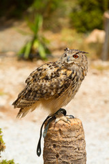Eagle owl - Bubo bubo perched on a post