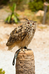 Eagle owl - Bubo bubo